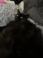 Lily a.k.a Lilith. A big fluffy black cat.