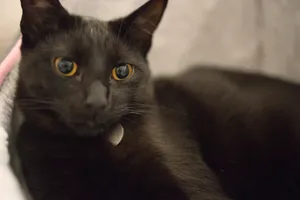 Luna. A short haired black cat.